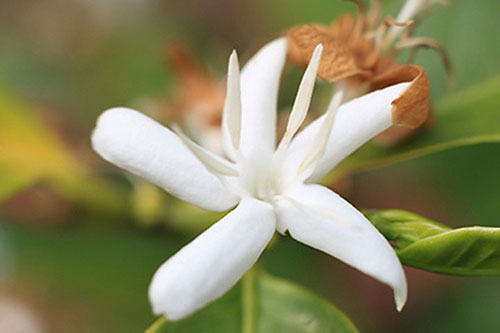 Paradise Mountain Organic Coffee - flower